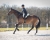 Pad do jazdy na oklep QHP Bareback czarno-kremowy