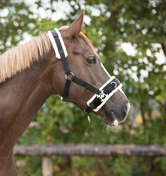 Kawecan QHP prezentowany na głowie konia