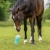 Zabawka dla konia QHP Snack Milkshake