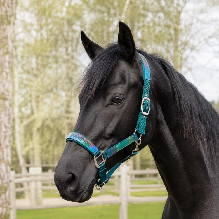 YORK kantar CHAMPION Reflect zielony