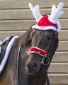 Nauszniki świąteczne dla konia QHP Christmas Renifer na koniu