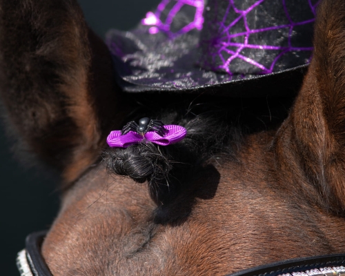 QHP Kokardki Halloween PAJĄK