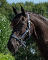 QHP kantar TAŚMOWY anthracite