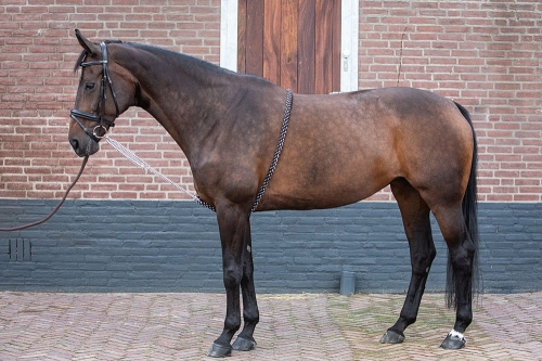 Pomoc do lonżowania Harry's Horse na koniu