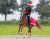 Świąteczne owijki dla konia QHP Christmas