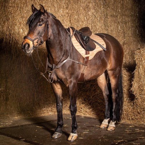 Brązowy napierśnik skórzany Harry's Horse Deluxe na koniu