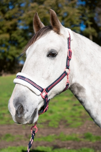 Kantar z futerkiem HKM Classic Polo w kolorze granatowo - różowym na koniu