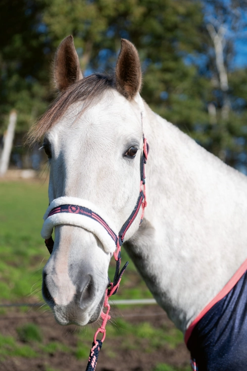Kantar HKM Classic Polo w kolorze granatowo - różowym na koniu
