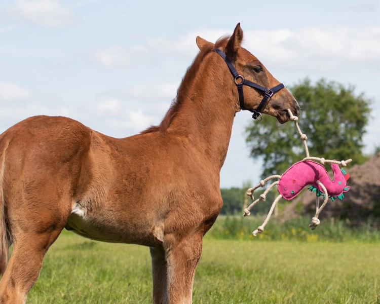Zabawka dla konia QHP Unicorn - źrebak podczas zabawy