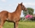 Zabawka dla konia QHP Horse - źrebak podczas zabawy