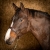 Skórzany kantar Harry's Horse Anatom w kolorze brązowym na koniu