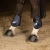Ochraniacze dla konia na tylne nogi Harry's Horse Next w kolorze granatowym na koniu
