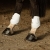 Ochraniacze dla konia na tylne nogi Harry's Horse Next w kolorze białym na koniu