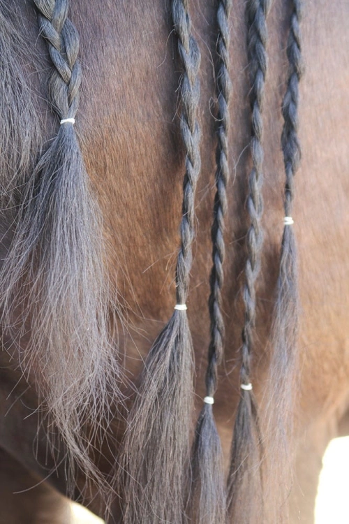 Przezroczyste gumki do zaplatania grzywy Harry's Horse Magic
