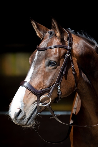 Ogłowie anatomiczne Harry's Horse Release w kolorze brązowym na koniu