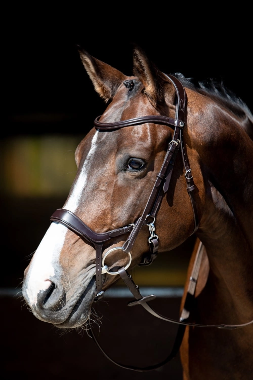 Ogłowie anatomiczne Harry's Horse Release w kolorze brązowym na koniu