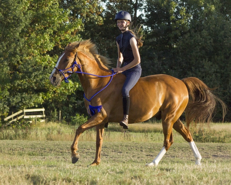 Halter z wodzami i cordeo QHP w kolorze niebieskim