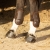 Ochraniacze dla konia na tylne nogi na kołki Harry's Horse Persy Air w kolorze brązowym