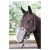 Maska na chrapy dla konia Harry's Horse w kolorze białym