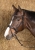 Ogłowie Harry's Horse Nero Soft w kolorze czarnym z czarnymi  kryształkami na koniu
