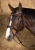 Ogłowie Harry's Horse Nero Soft w kolorze czarnym z srebrnymi kryształkami na koniu