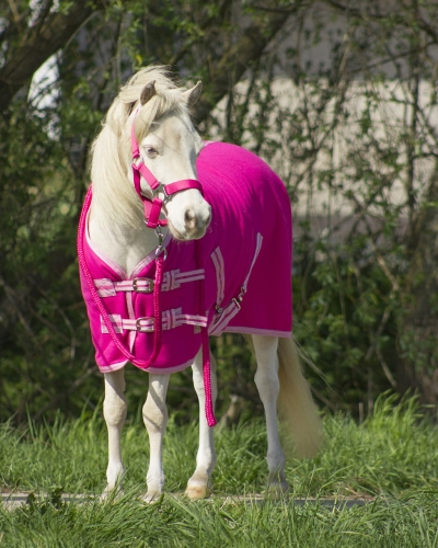 Derka polarowa dla konia QHP w kolorze fuchsia na koniu