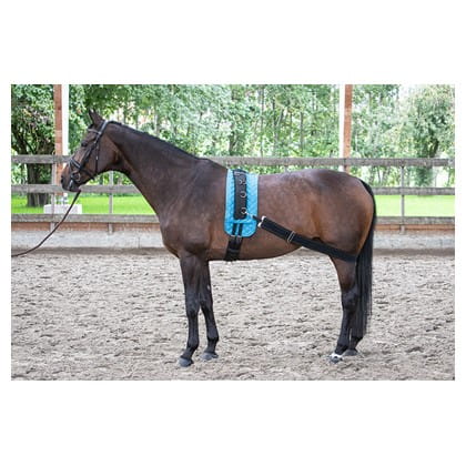 Guma do lonżowania Harry's Horse zamocowana do pasa do lonżowania, na koniu