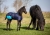 Derka dla źrebaka 200g w kolorze granatowym Harry's Horse na źrebaku