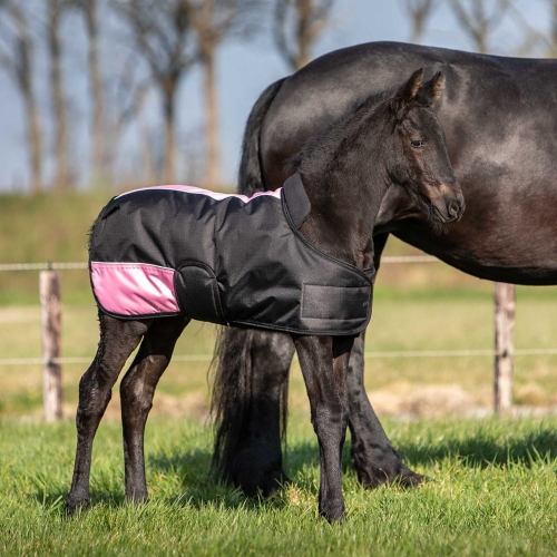 Regulowana derka dla źrebaka w kolorze czarnym Harry's Horse na źrebaku
