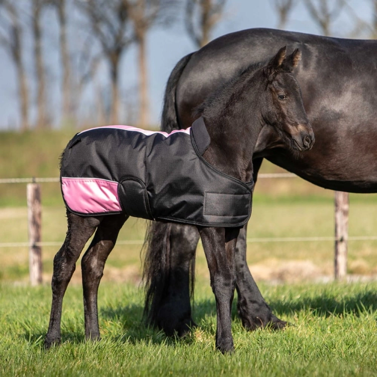 Regulowana derka dla źrebaka w kolorze czarnym Harry's Horse na źrebaku