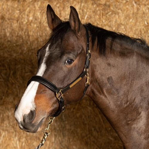 Skórzany kantar Harry's Horse Anatom w kolorze czarnym na koniu