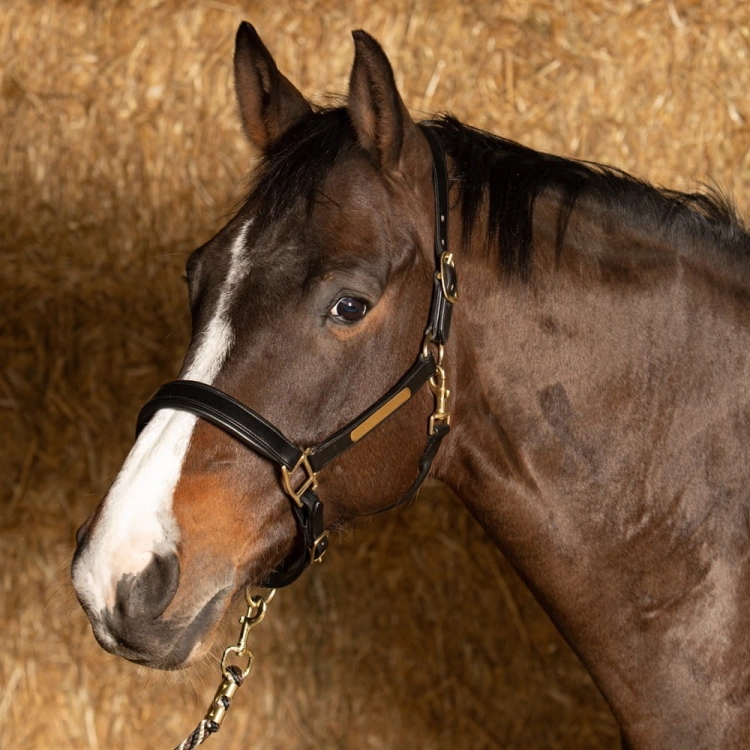 Skórzany kantar Harry's Horse Anatom w kolorze czarnym na koniu