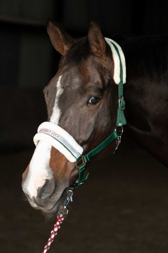 Świąteczny kantar z uwiązem Harry's Horse na koniu