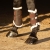 Ochraniacze dla konia Harry's Horse Flextrainer w kolorze brązowym