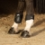 Ochraniacze dla konia na tylne nogi Harry's Horse Breathe na koniu