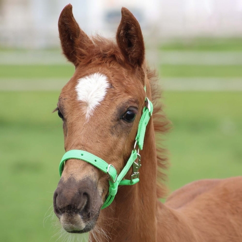 Zielony kantar źrebięcy Harry's Horse na młodym koniu
