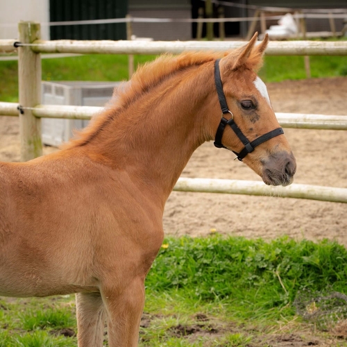 Czarny kantar źrebięcy Harry's Horse w kolorze czarnym na młodym koniu