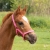 Różowy kantar źrebięcy Harry's Horse na młodym koniu