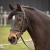 Ogłowie dla konia syntetyczne Harry's Horse Easy Care w kolorze czarnym