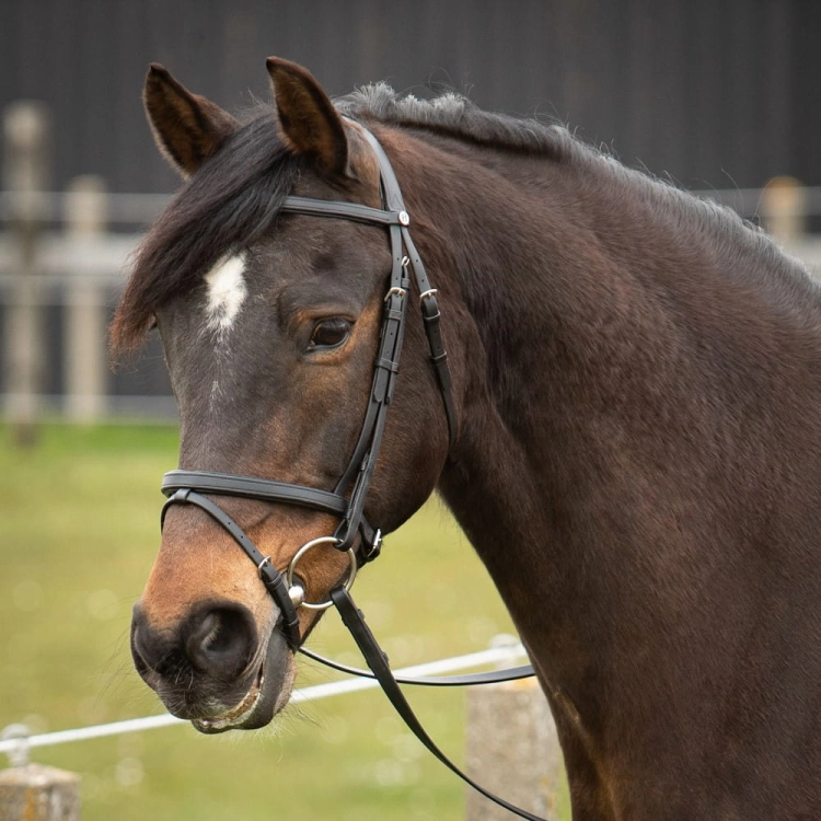 Ogłowie dla konia syntetyczne Harry's Horse Easy Care w kolorze czarnym