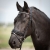 Ogłowie anatomiczne Harry's Horse Diamond na koniu