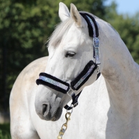 HORSENJOY kantar BRILLIANT Rainbow 