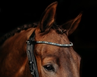 PRESTEQ naczółek SHINEBRIGHT black/blue