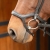 Czarne ogłowie z anatomicznym nachrapnikiem Harry's Horse Anatomic na koniu