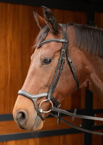 Czarne ogłowie anatomiczne Harry's Horse Anatomic na koniu