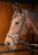 Czarne ogłowie anatomiczne Harry's Horse Anatomic na koniu