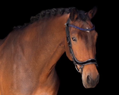 PRESTEQ Naczółek FaySport STARGLOW Black/Indygo