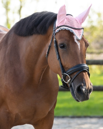 Nauszniki dla konia QHP Color w kolorze flamingo pink na koniu