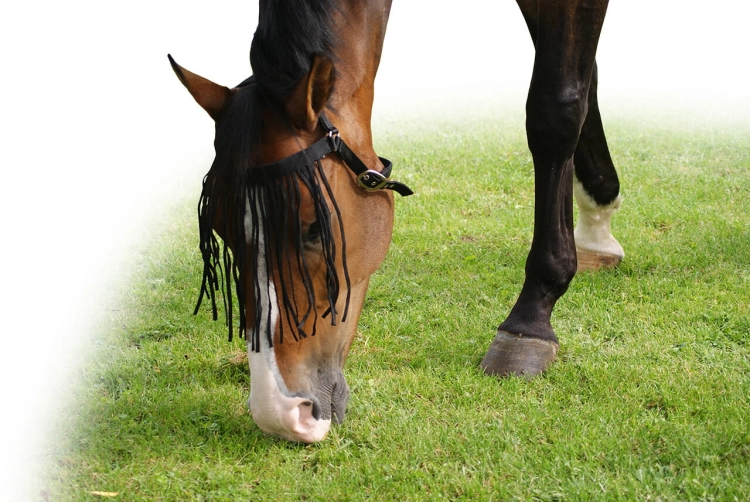 Frędzle dla konia zakładane bez kantara QHP w kolorze czarnym na koniu