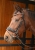 Ogłowie anatomiczne dla konia Harry's Horse Lacque II Rosegold na koniu